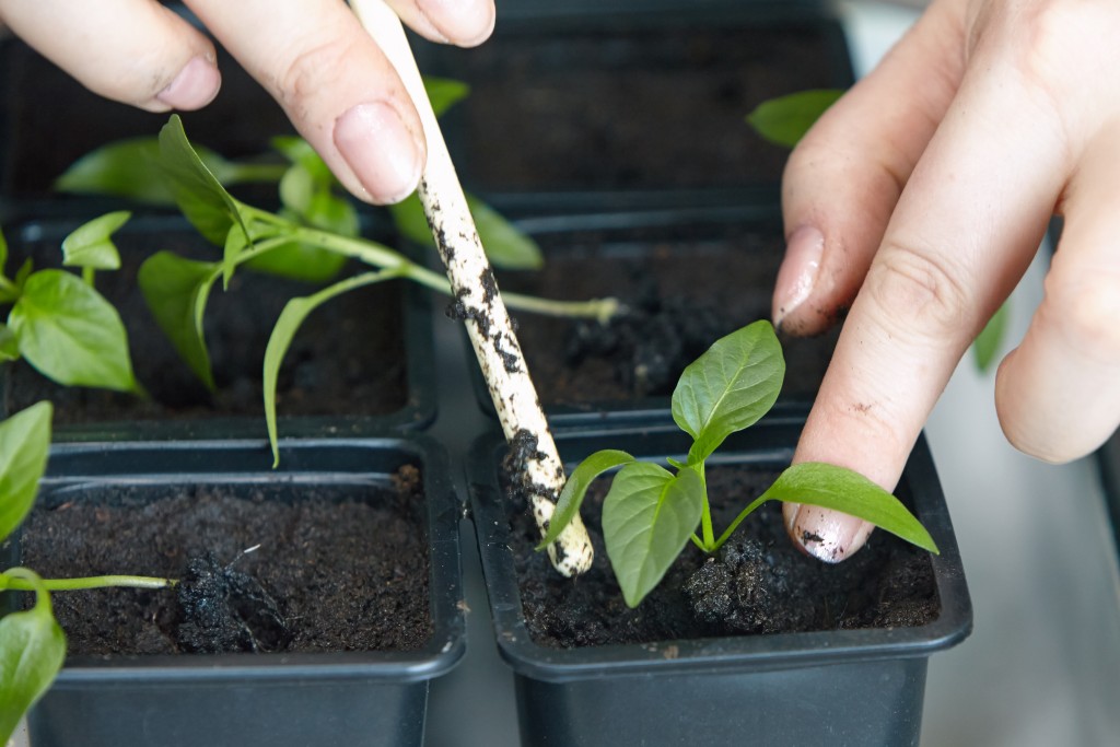 learning-about-the-appropriate-ways-to-use-fertilizers