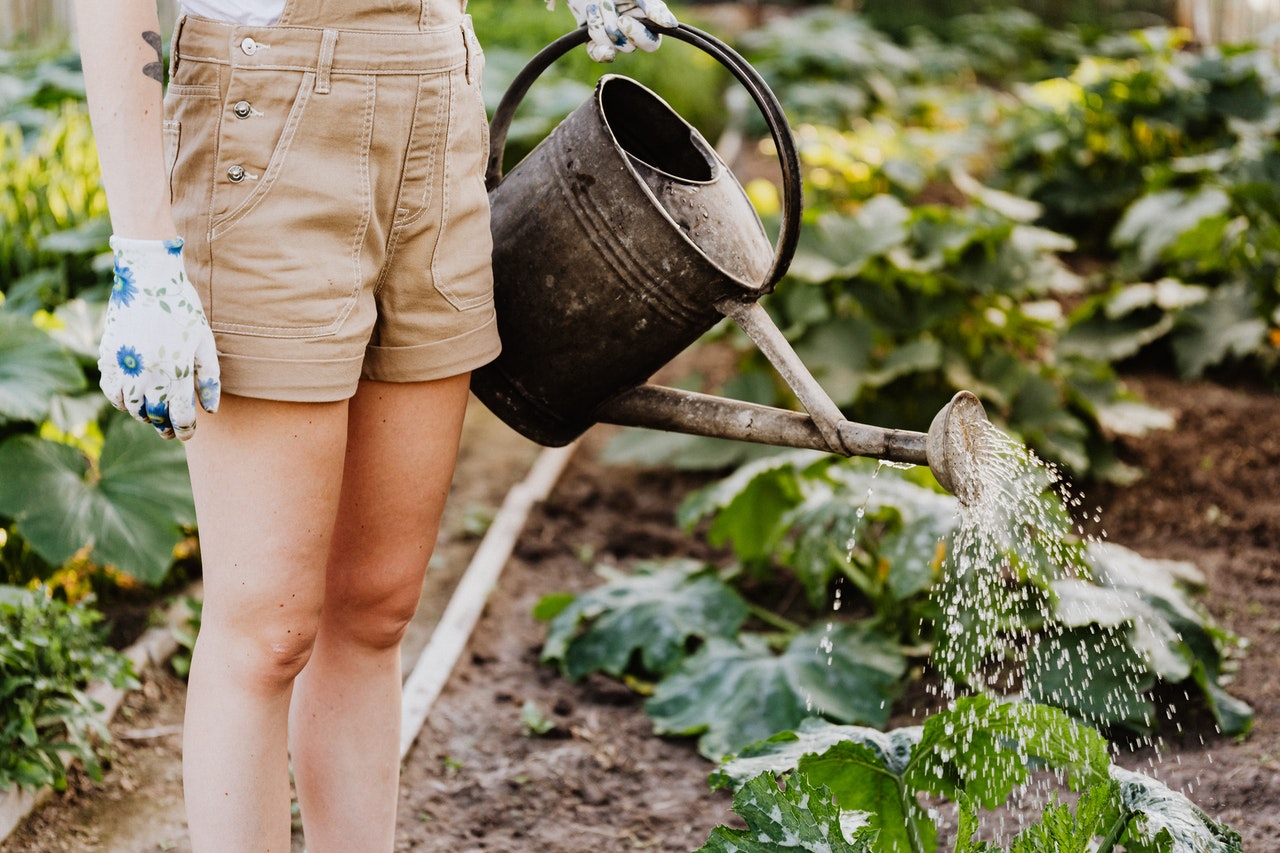 agriculture watering plants